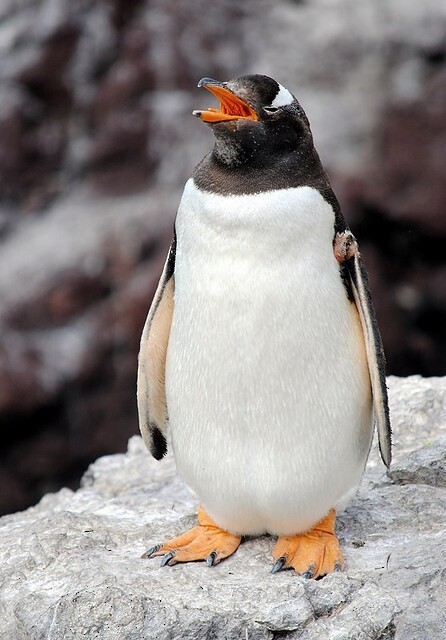 Gentoo Penguin - Julián Tocce