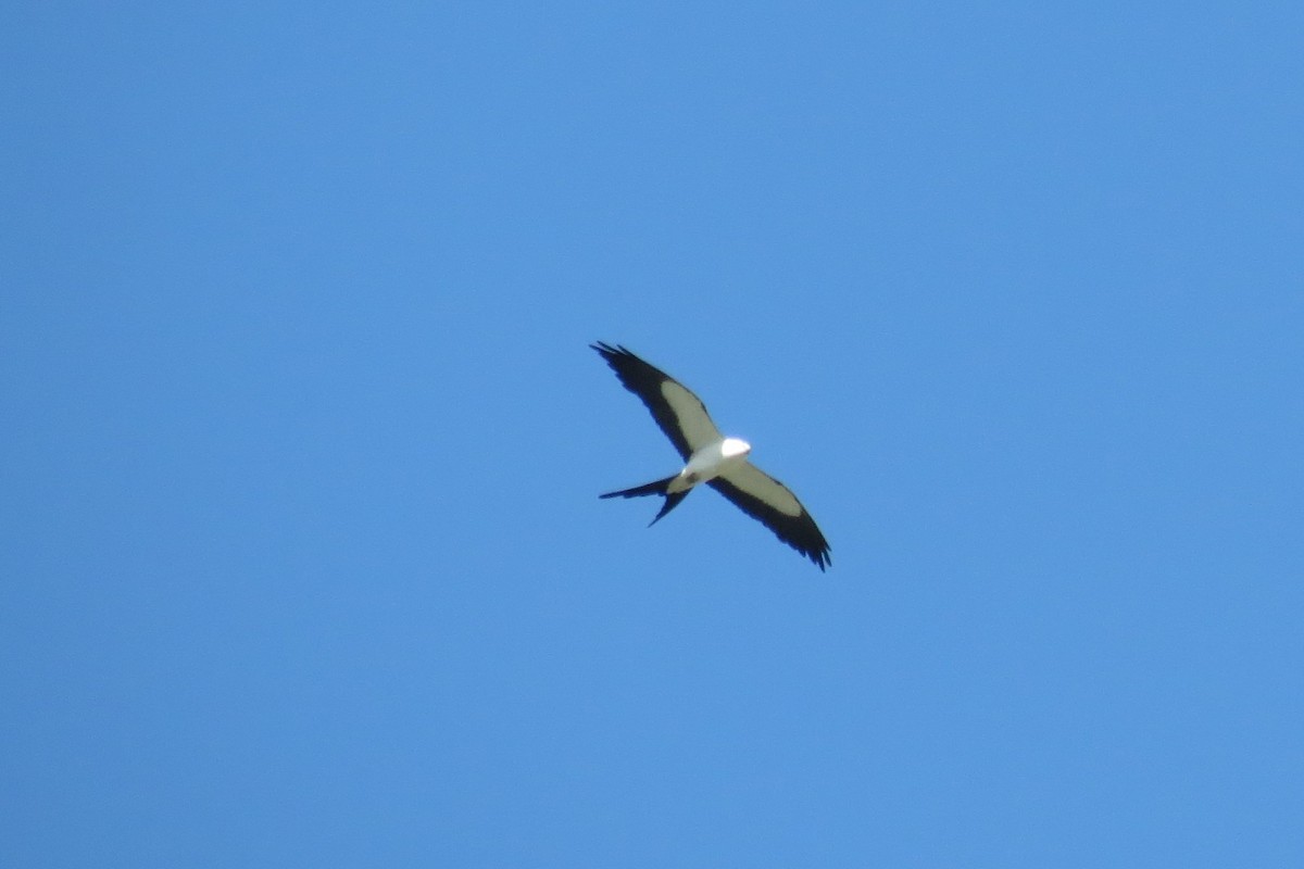 Swallow-tailed Kite - ML169445021