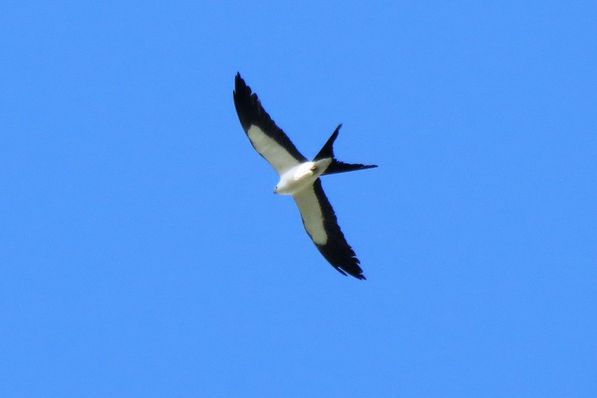 Swallow-tailed Kite - ML169445041