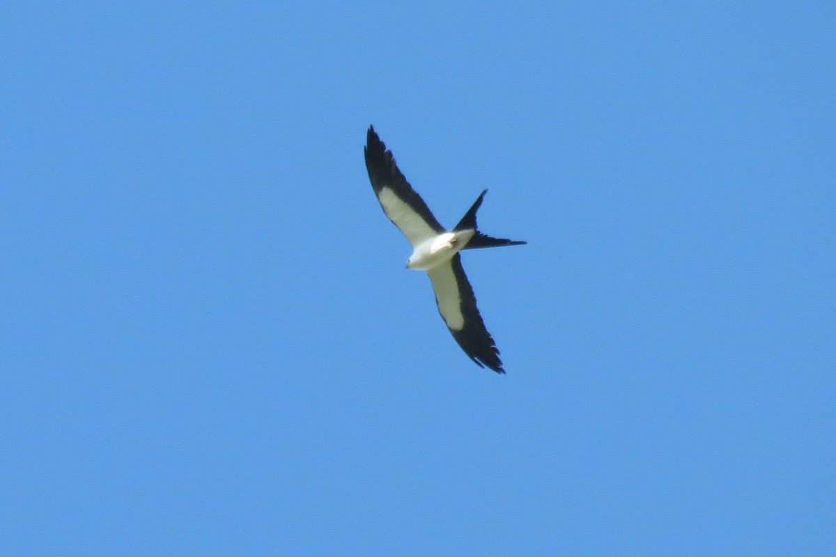 Swallow-tailed Kite - ML169445061