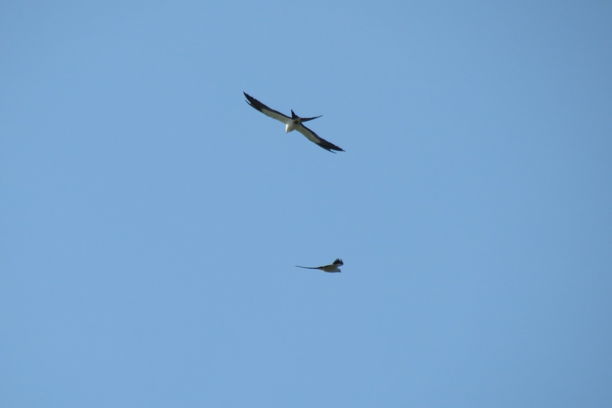 Swallow-tailed Kite - ML169445071