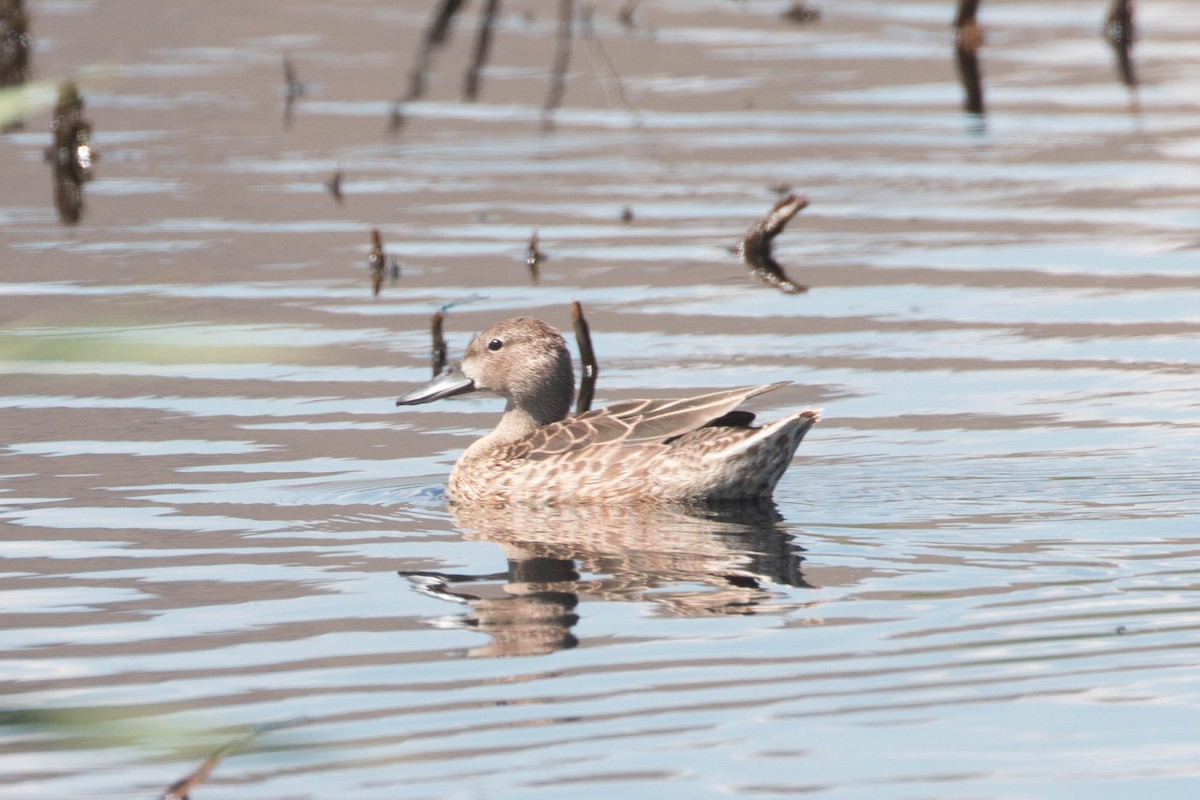 Blue-winged Teal - Tanner Martin