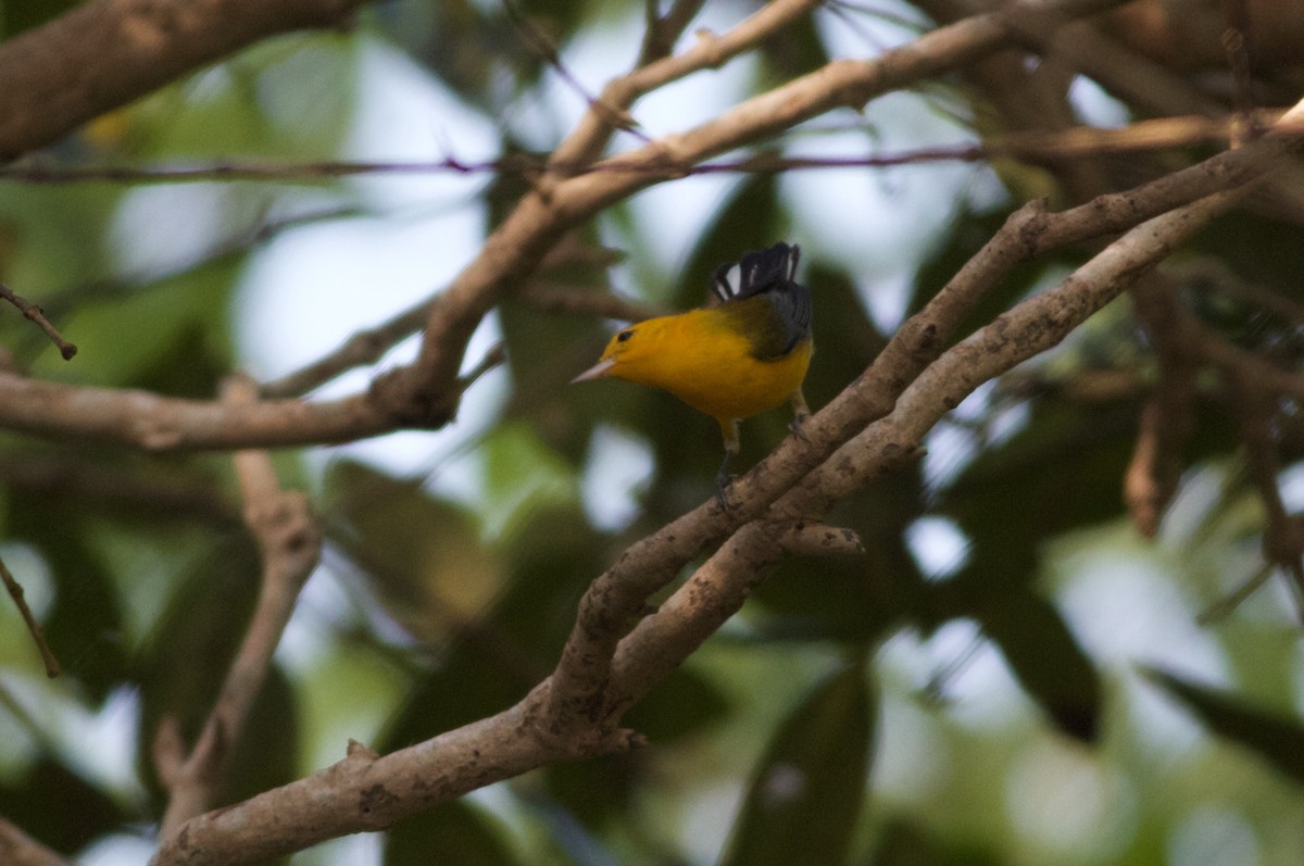 Prothonotary Warbler - Gary Brunvoll