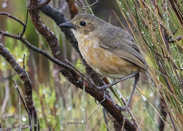 Lateral view (subspecies <em class="SciName notranslate">quitensis</em>). - Tawny Antpitta - 