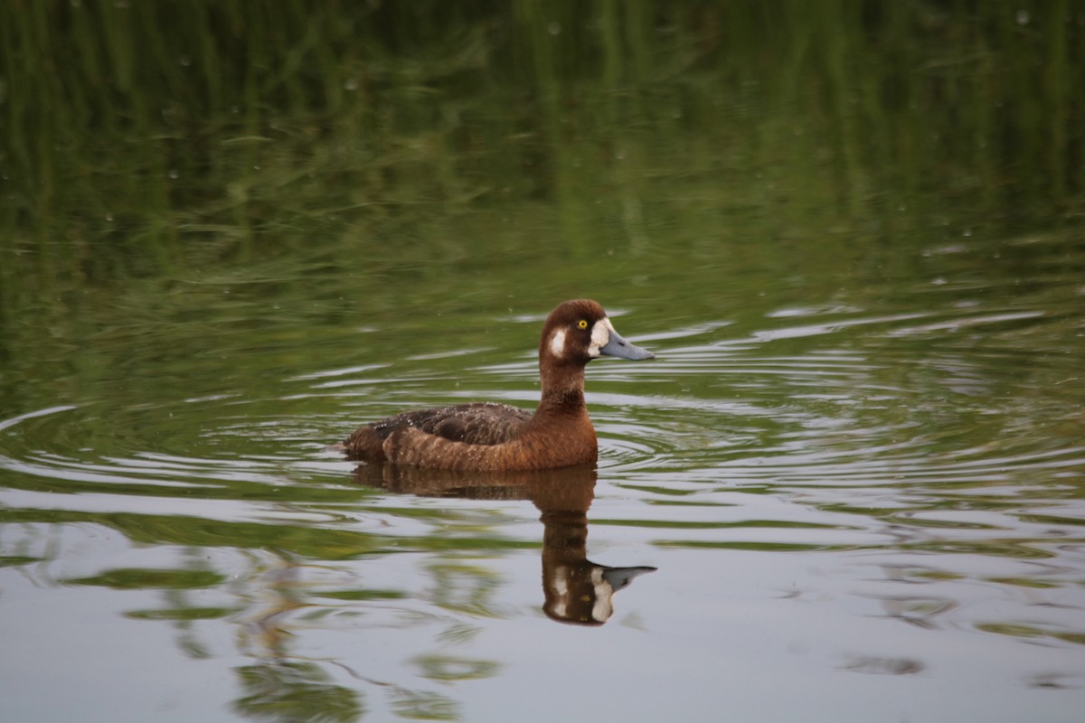 Greater Scaup - ML169450311