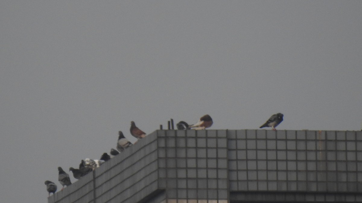 Rock Pigeon (Feral Pigeon) - 士訓 陳_Y