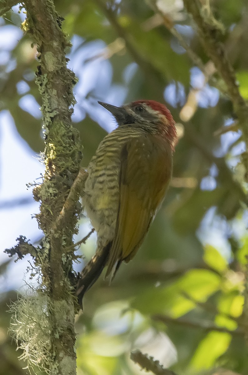 Yellow-vented Woodpecker - Leandro Arias