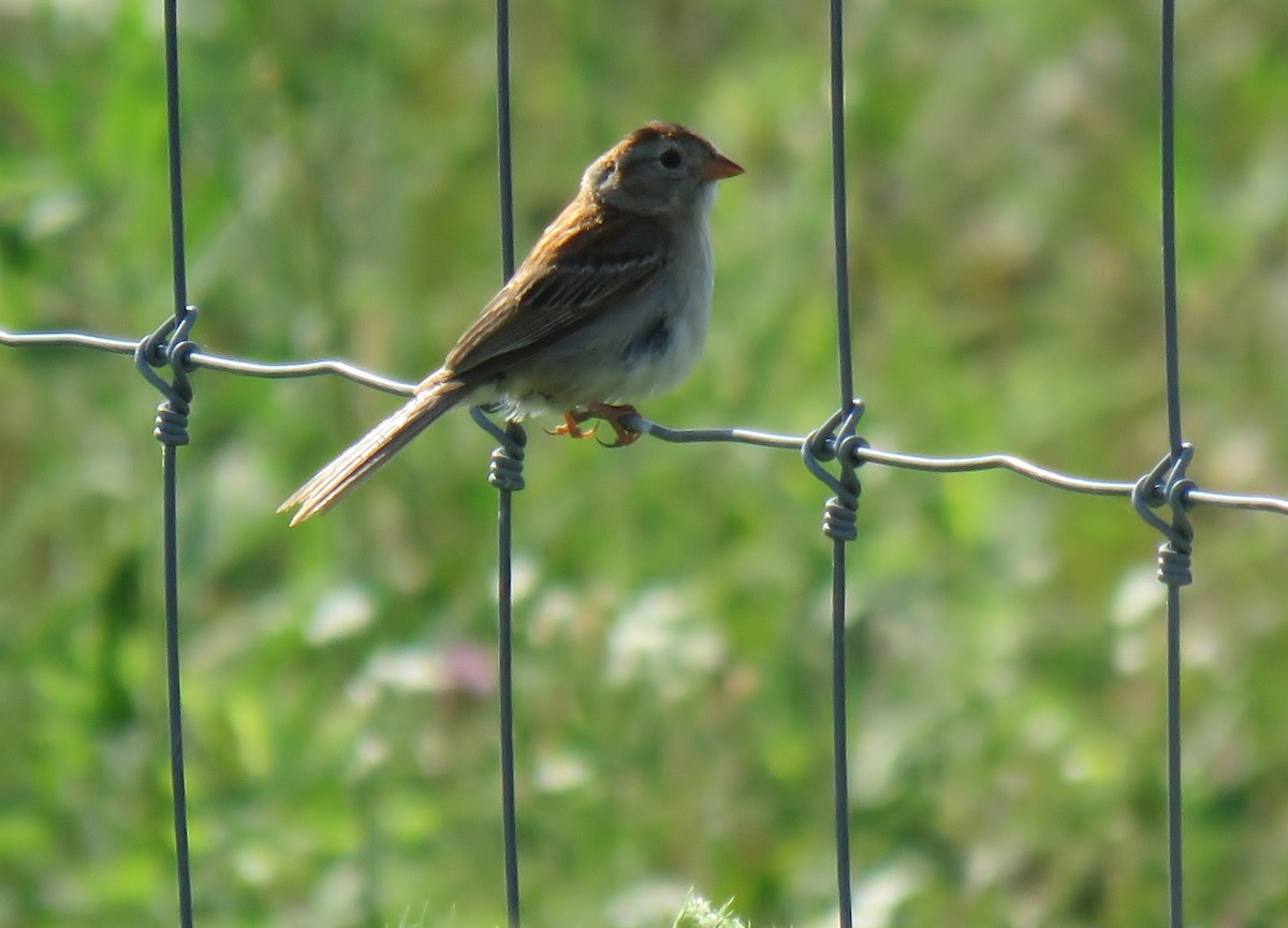 Field Sparrow - Joe Baldwin