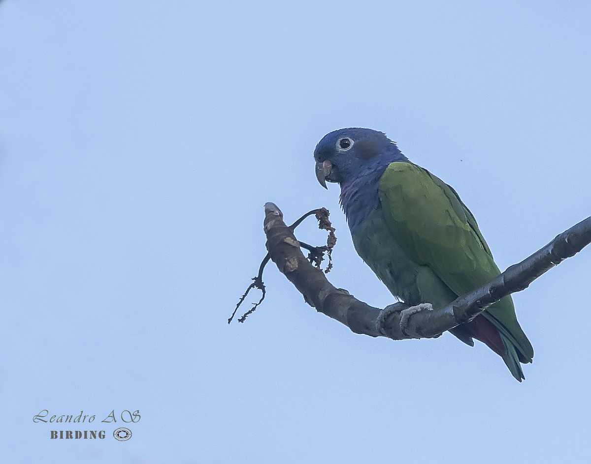 Blue-headed Parrot - ML169459671