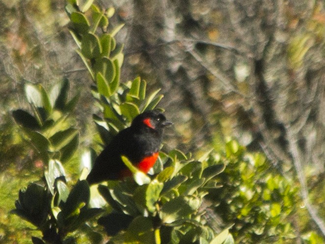 Scarlet-bellied Mountain Tanager - ML169459931