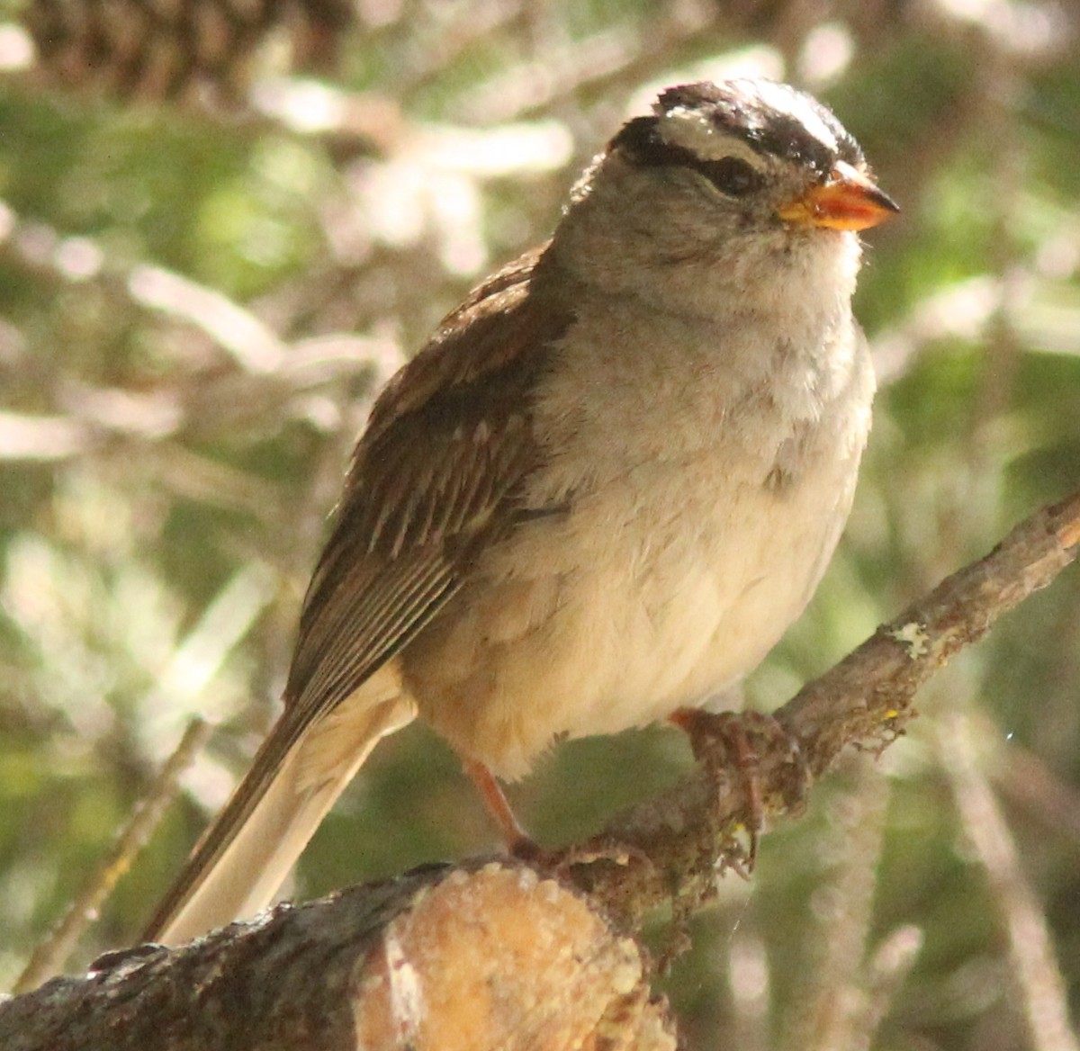 White-crowned Sparrow (pugetensis) - ML169462201