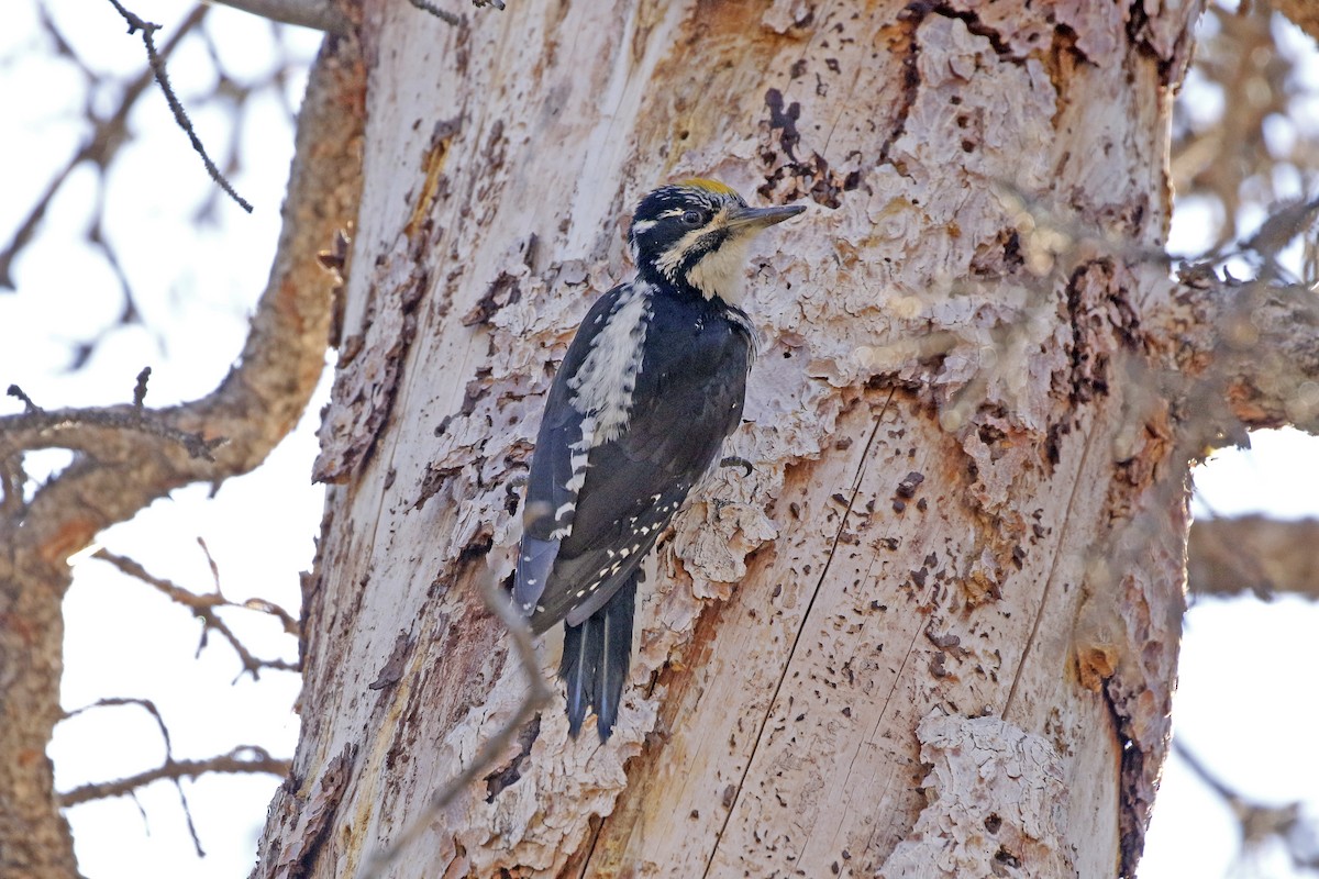 American Three-toed Woodpecker - David McQuade