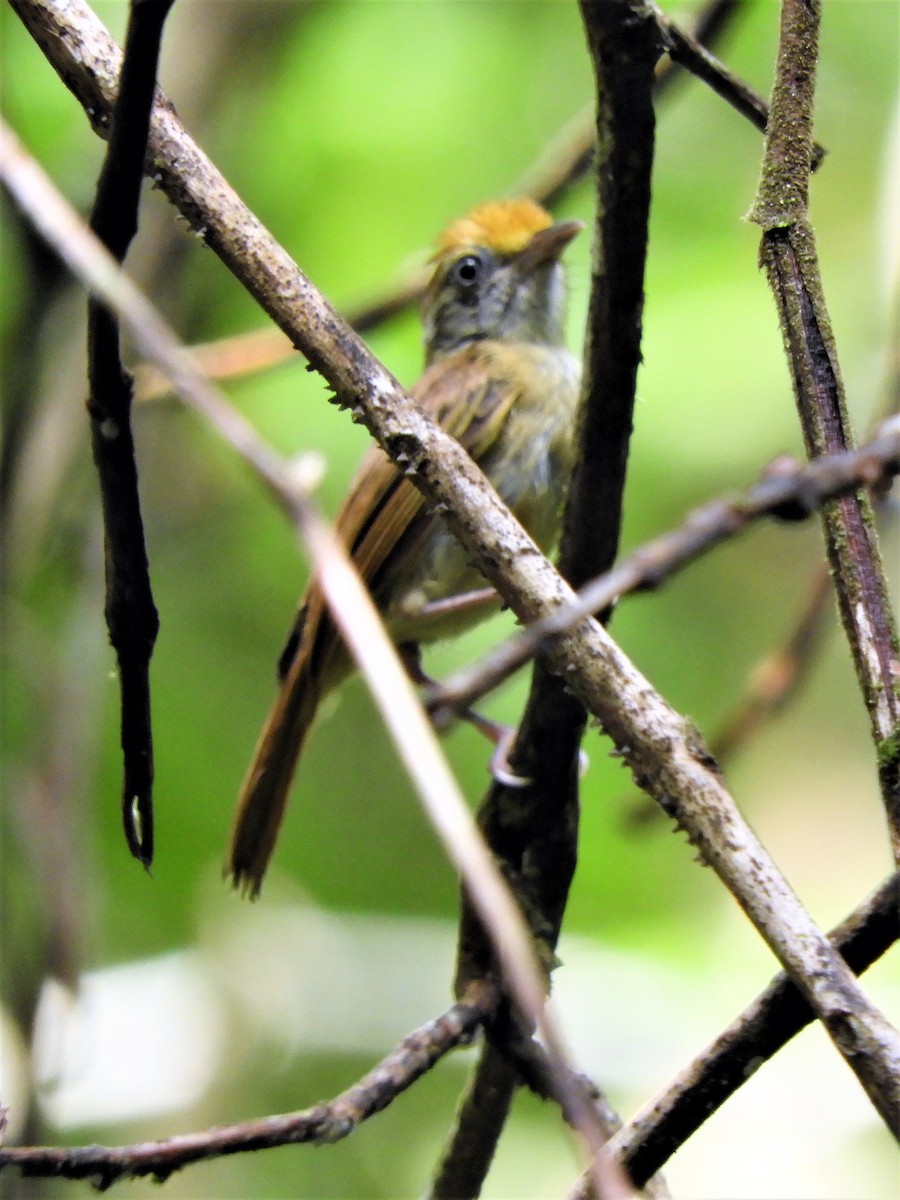 Tawny-crowned Greenlet - ML169464851