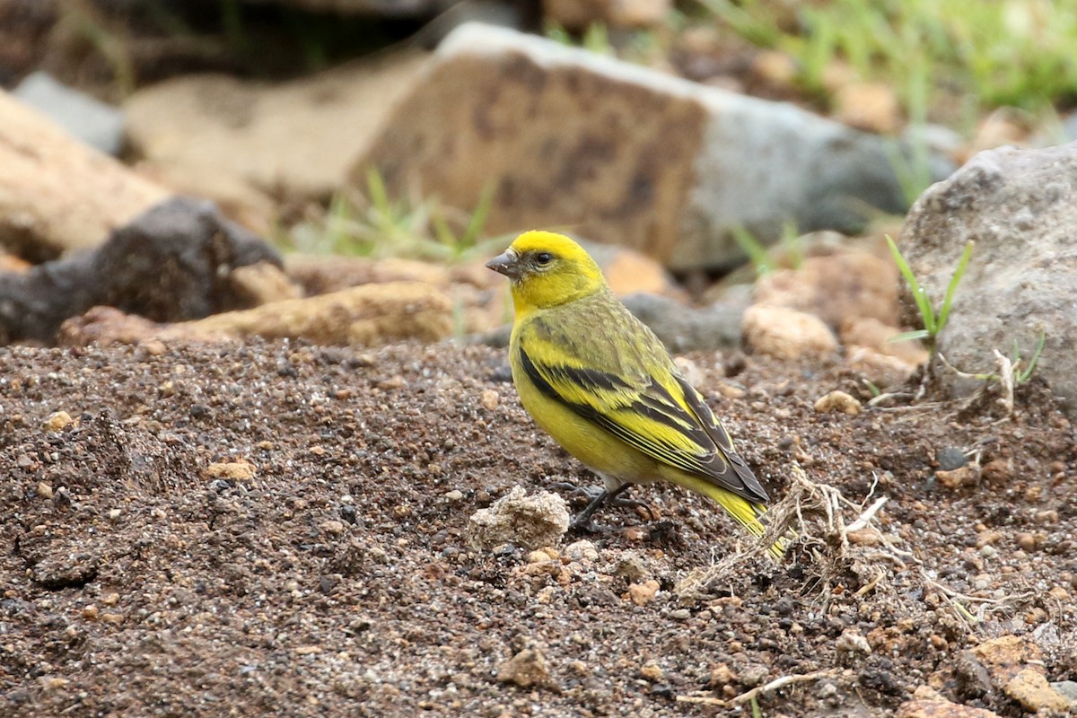 Yellow-crowned Canary - Dave Beeke