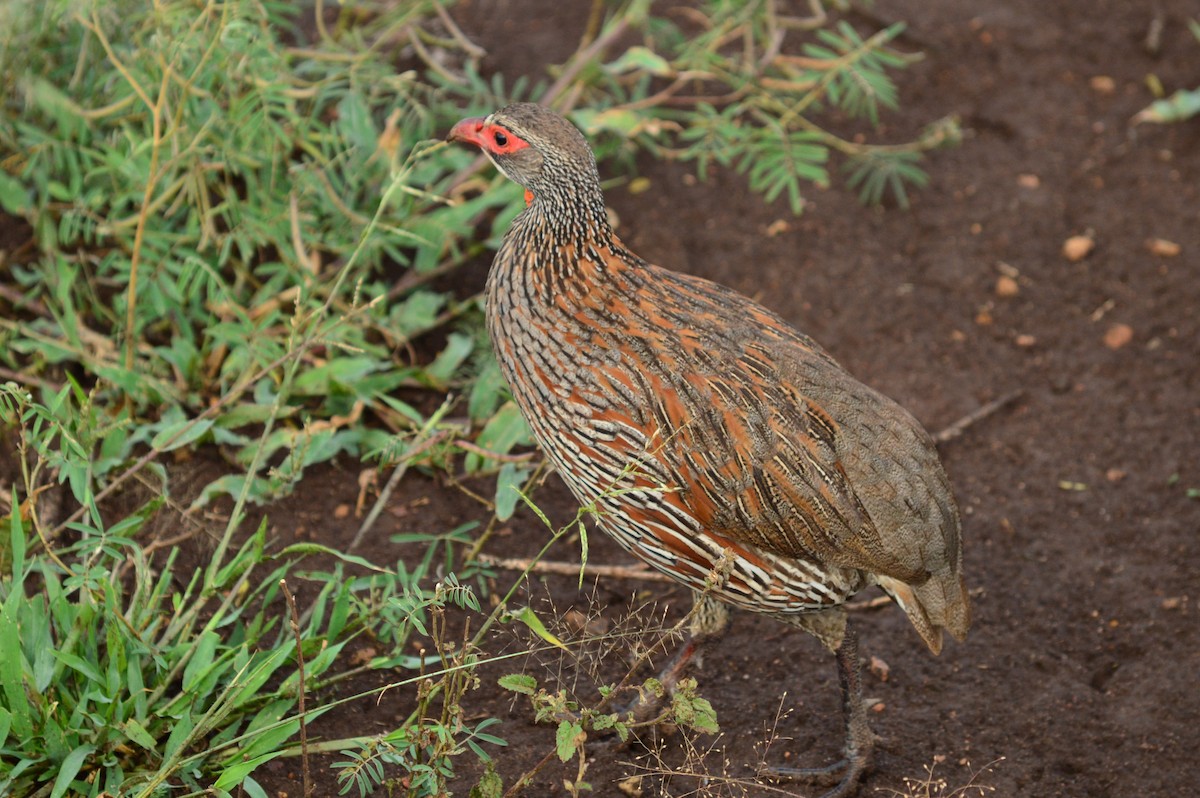 Gray-breasted Spurfowl - ML169468371