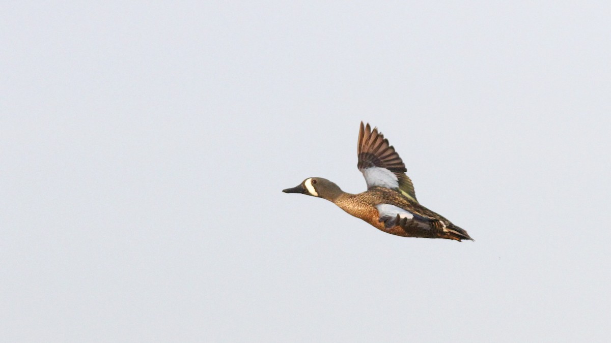 Blue-winged Teal - ML169468881