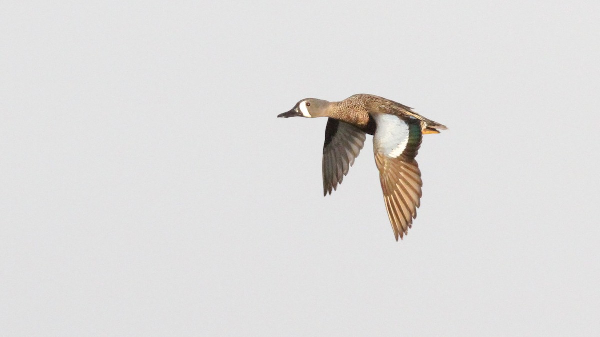 Blue-winged Teal - ML169468891