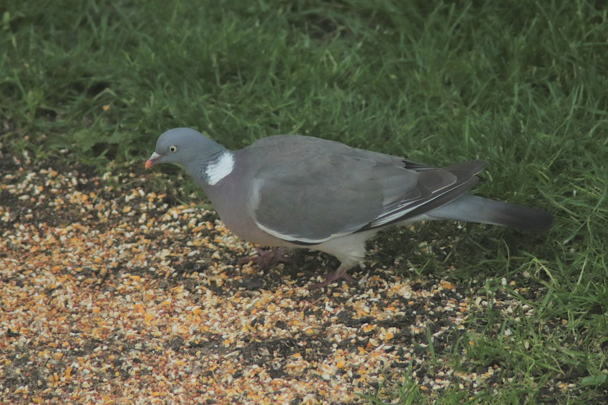 Common Wood-Pigeon - George Matz