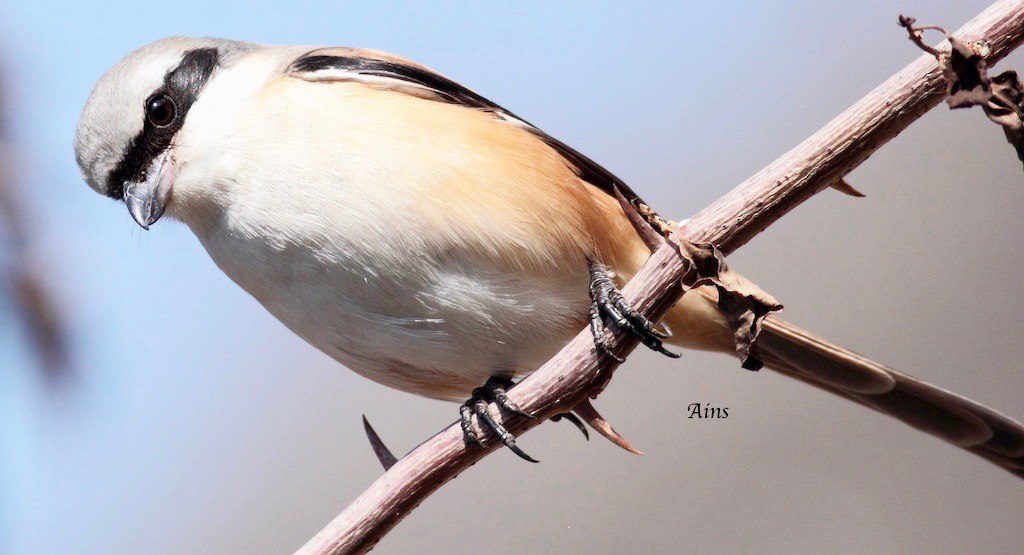 Long-tailed Shrike - Ains Priestman