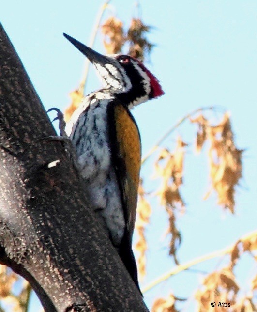 White-naped Woodpecker - Ains Priestman