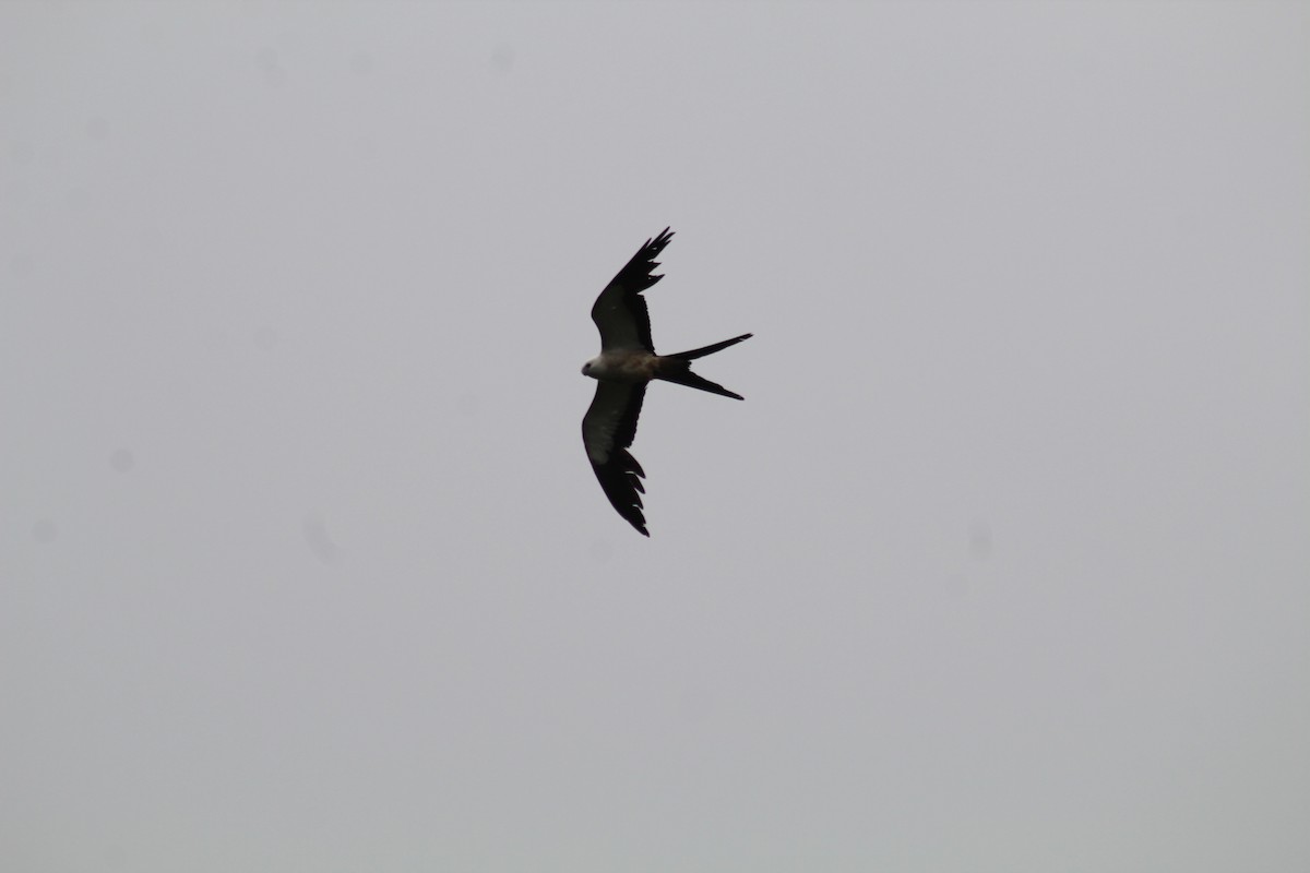 Swallow-tailed Kite - ML169472931