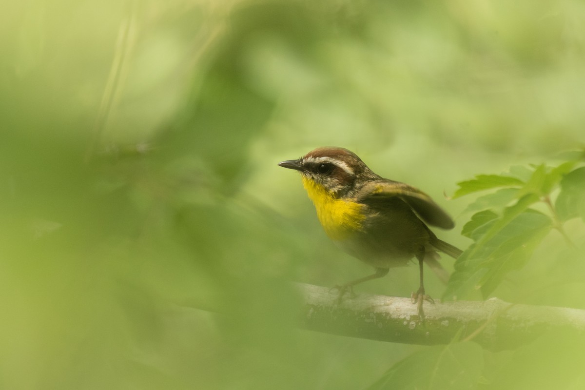 Rufous-capped Warbler - ML169473831