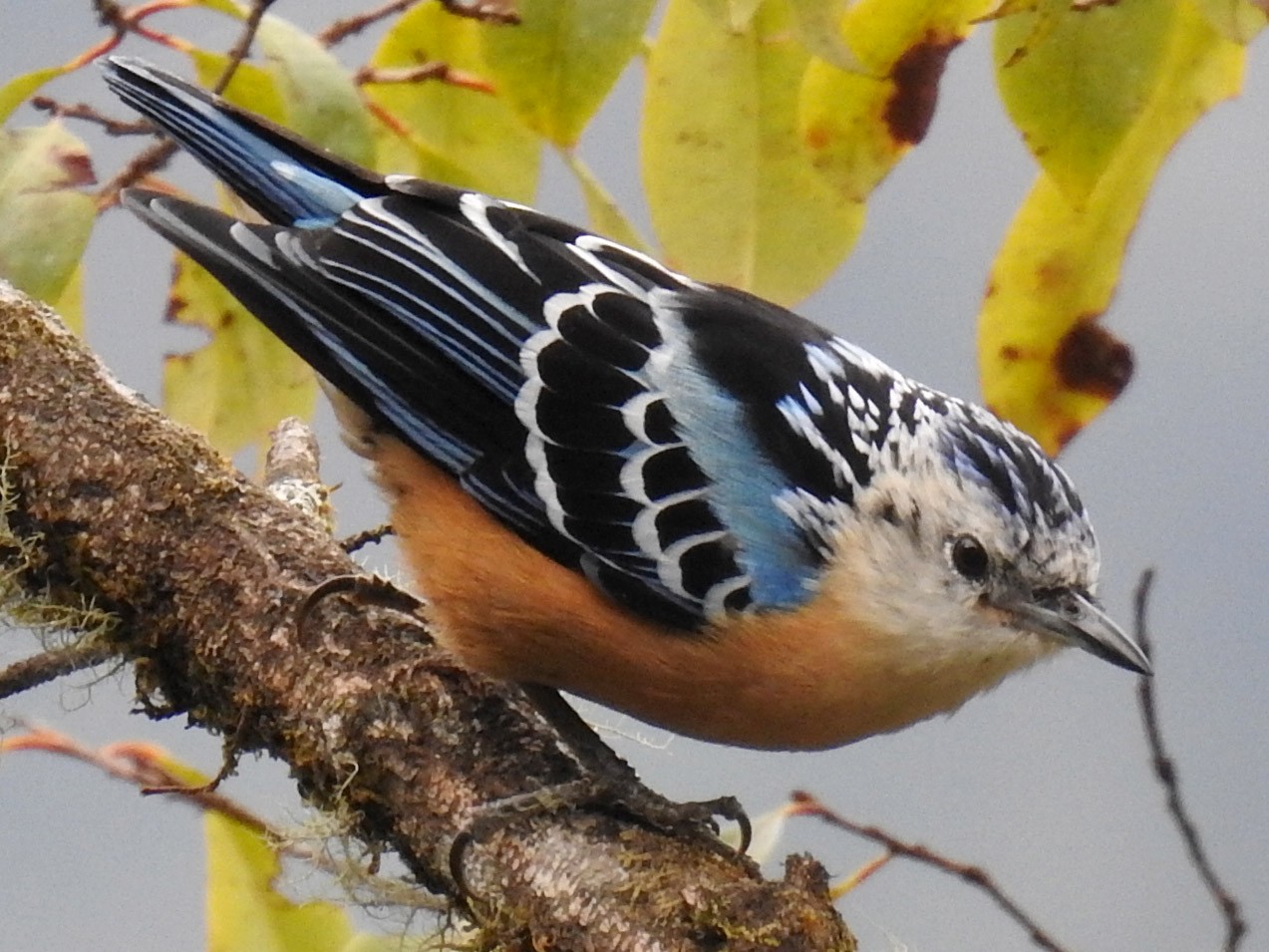 ビナンゴジュウカラ Ebird