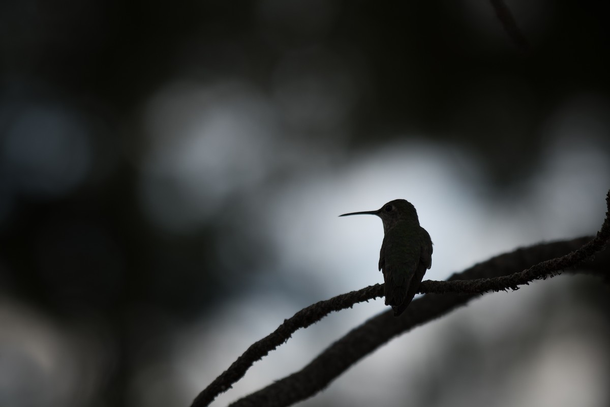 Broad-tailed Hummingbird - ML169476141
