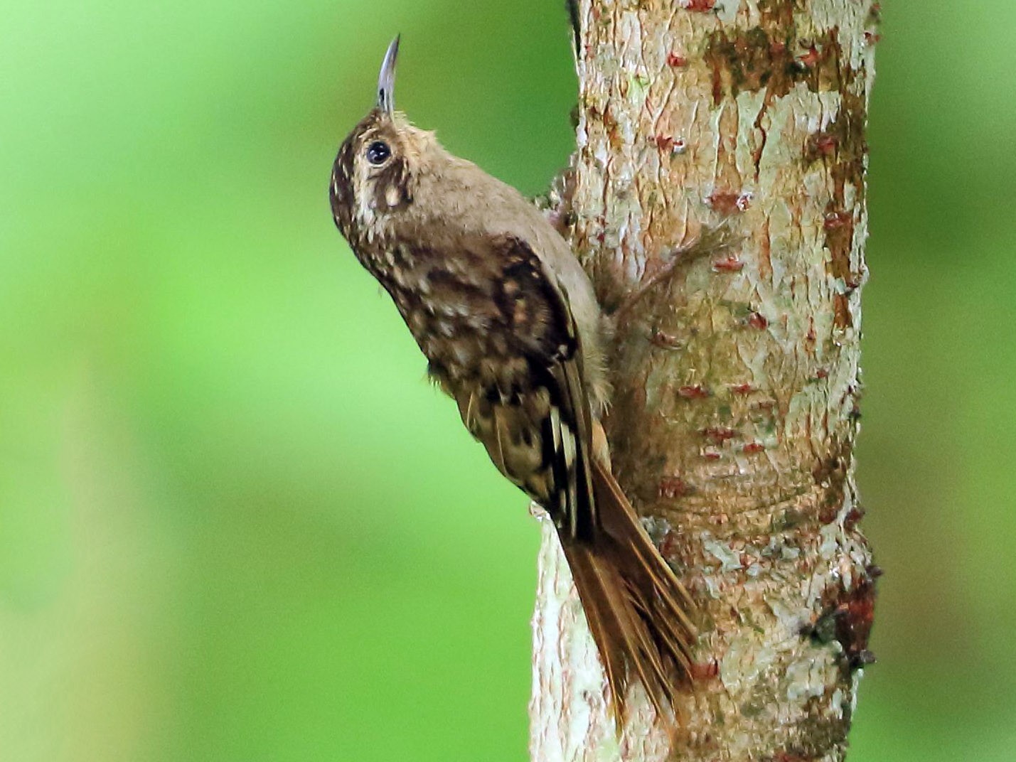 Sikkim Treecreeper - Arnab Pal