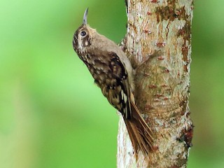  - Sikkim Treecreeper