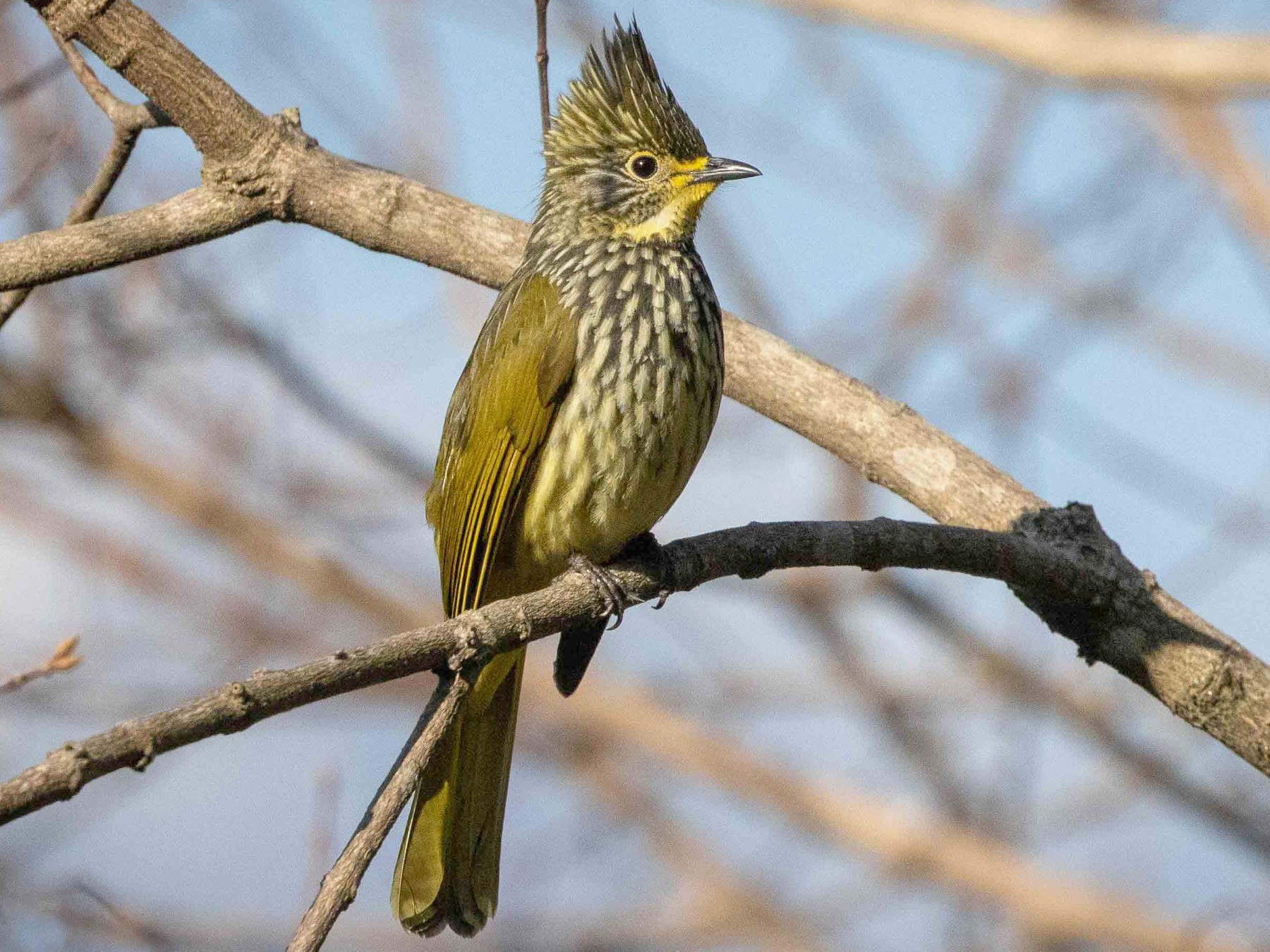 Striated Bulbul Ebird