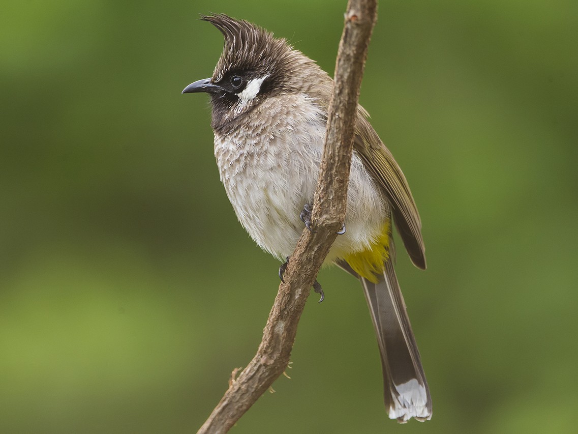 Himalayan Bulbul - eBird