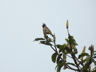  - Himalayan Bulbul