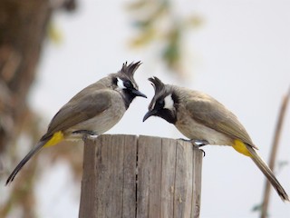  - Himalayan Bulbul