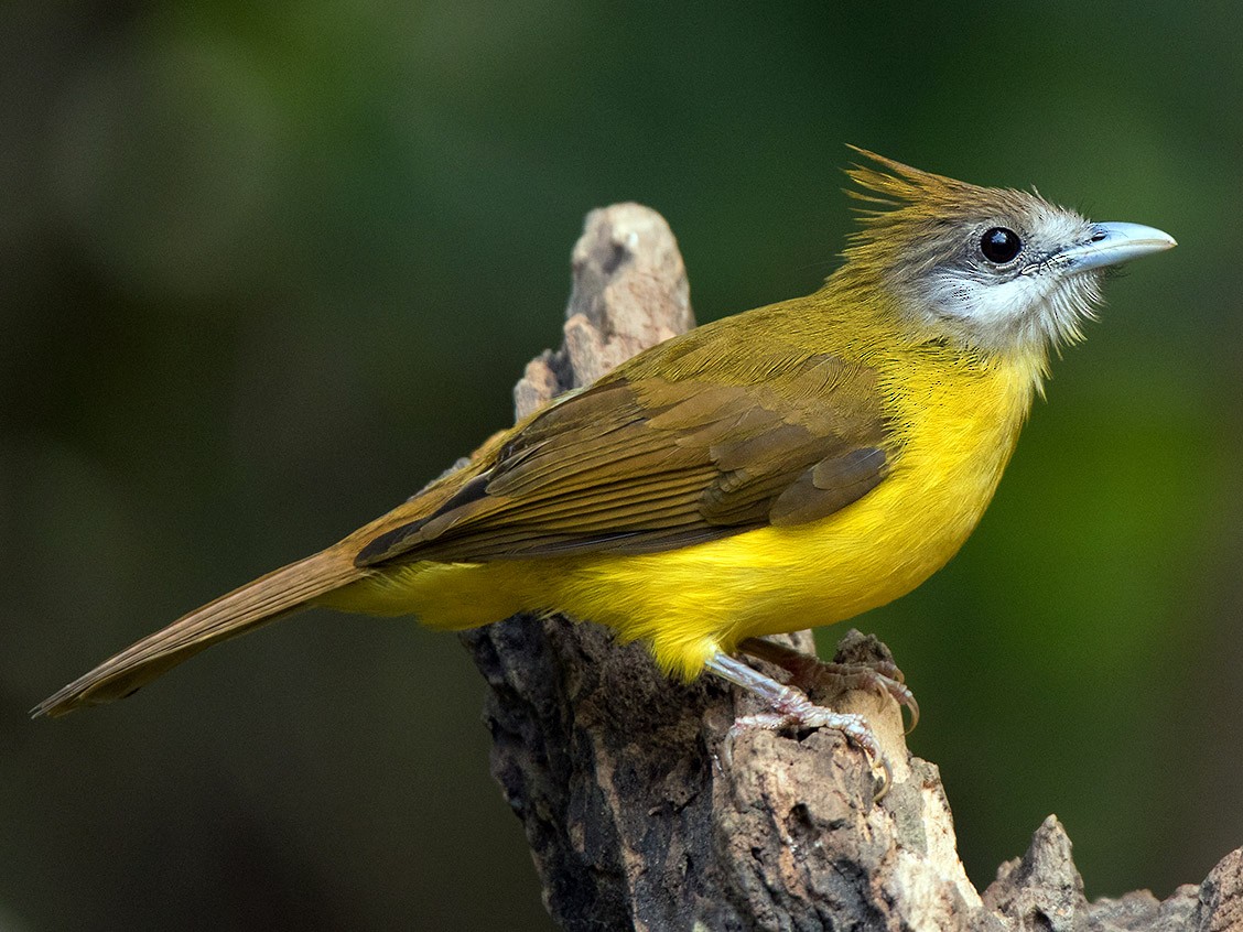 キバラカンムリヒヨドリ Ebird