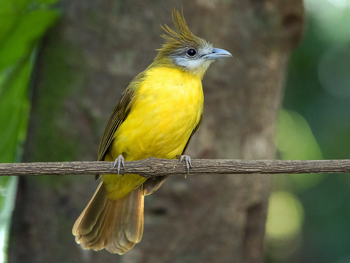 White-throated Bulbul - Ayuwat Jearwattanakanok