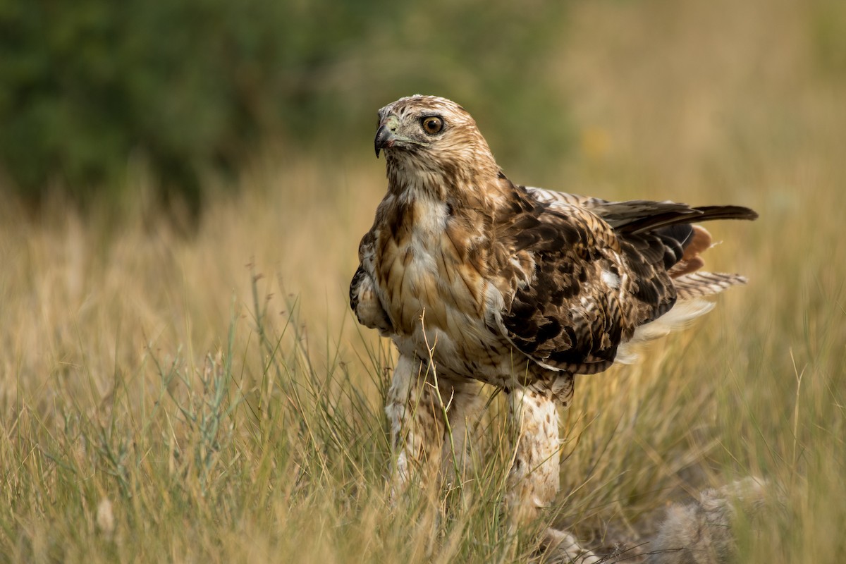 Red-tailed Hawk - Tobias Yoder