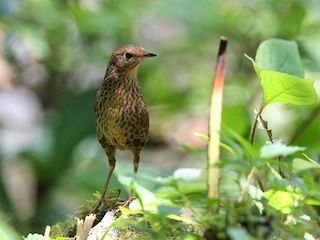 黃褐色型成鳥 - Gaurang Bagda - ML169477611