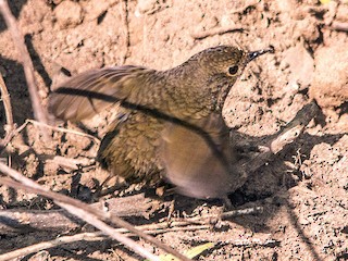  - Immaculate Cupwing