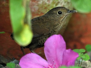  - Immaculate Cupwing