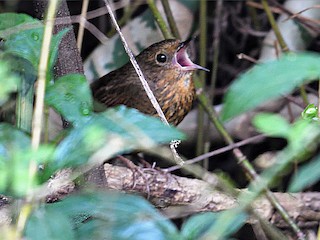  - Immaculate Cupwing