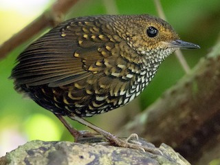 Segonzac、LE COMPOTIER VERT、海外版超希少レゾネ ZIGGY CHEN Extra Wide Leg Trousers _ FASCINATE Osaka Japan