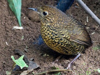 成鳥黄褐色型 - Vincent Wang - ML169477701