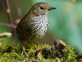 囀るミソサザイ タカサゴミソサザイ - eBird