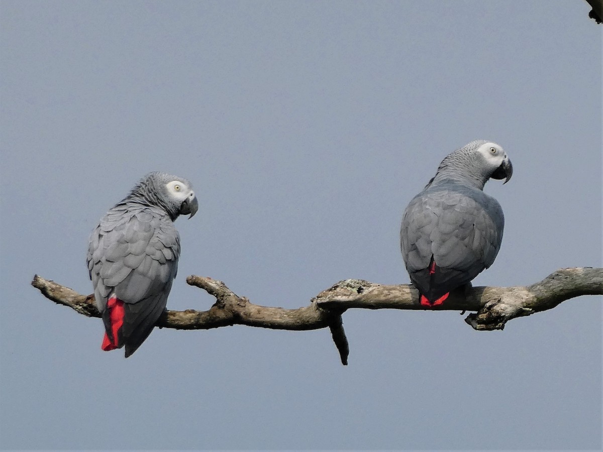 Gray Parrot - Graeme Spinks