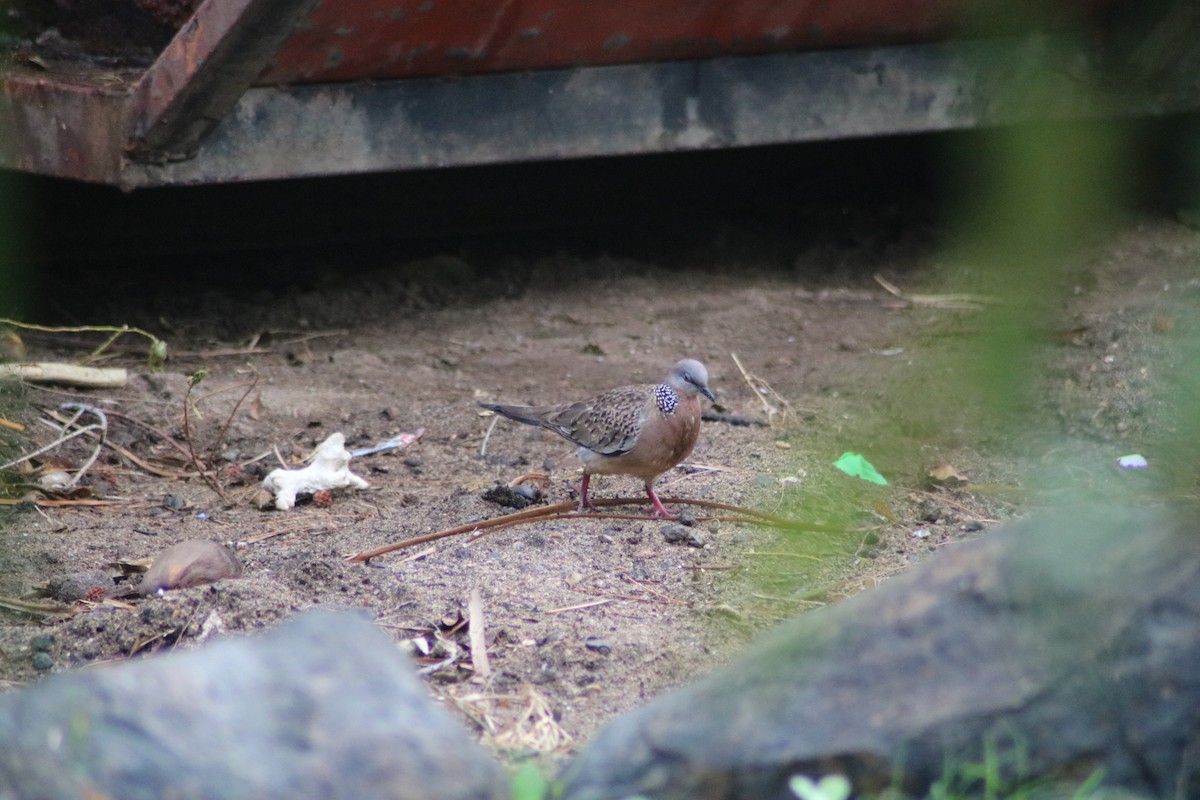 Spotted Dove - ML169480771