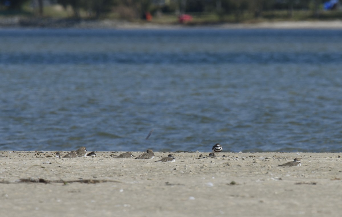 Double-banded Plover - ML169482711