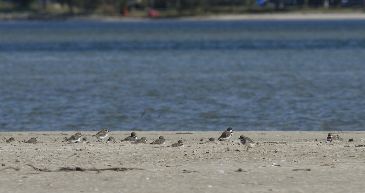 Double-banded Plover - ML169483021