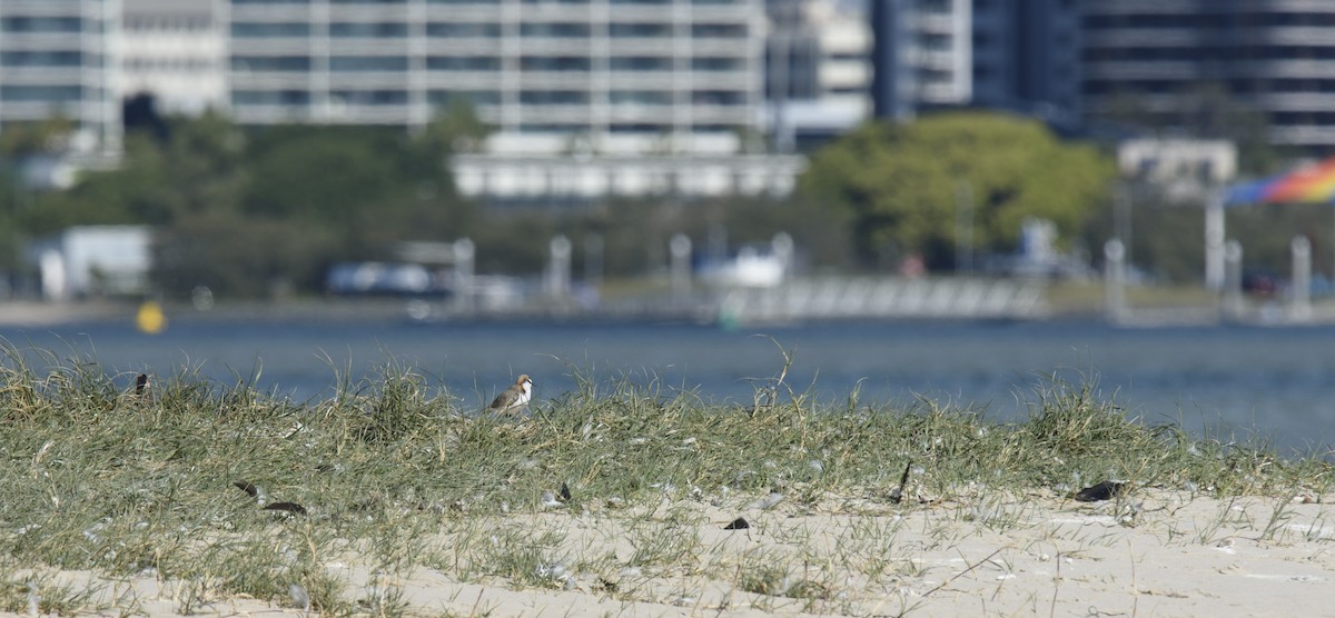 Red-capped Plover - Judy Leitch