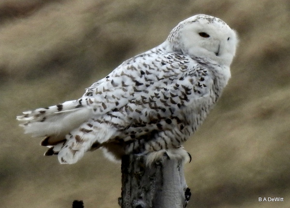 Snowy Owl - ML169488551